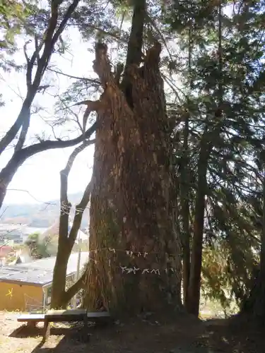 若宮八幡神社の自然