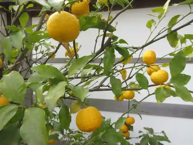 妙長寺(神奈川県)