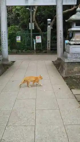 江島神社の動物