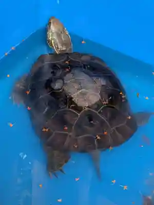 下谷神社(東京都)