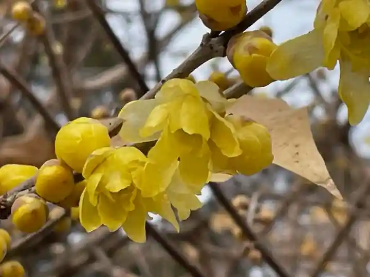 浄瑠璃寺(京都府)