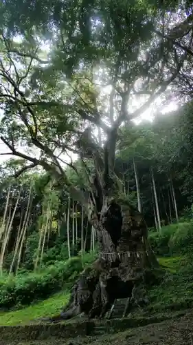 武雄神社の自然