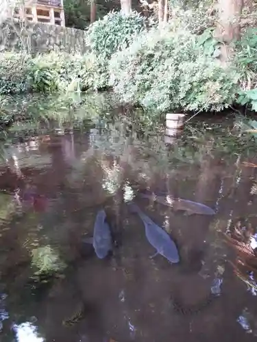 鼬幣稲荷神社の動物