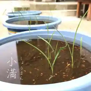 總社 和田八幡宮(福井県)(2022年05月24日(火) 19時20分14秒投稿)