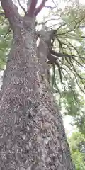 冠稲荷神社の自然