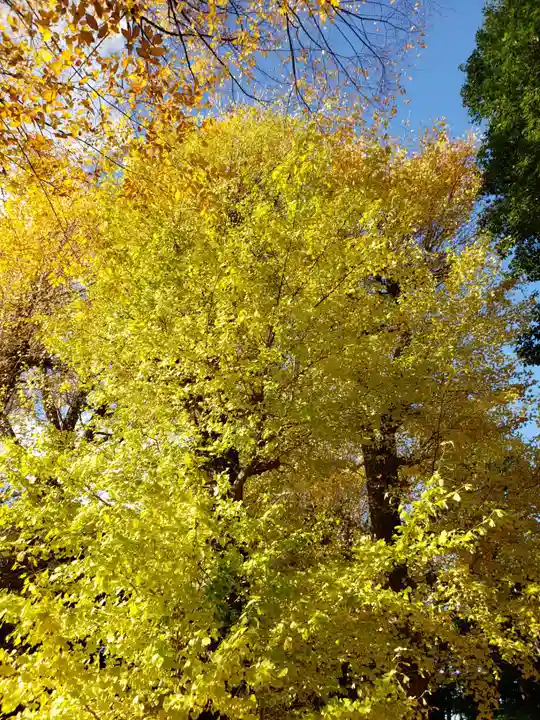 愛宕神社の自然