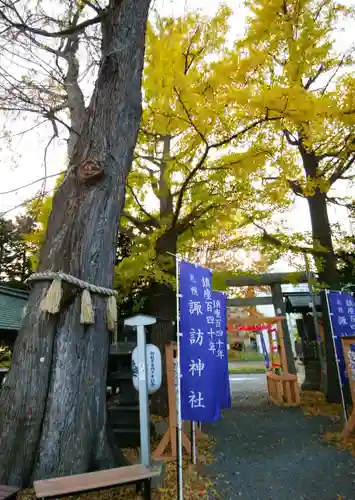 札幌諏訪神社の自然