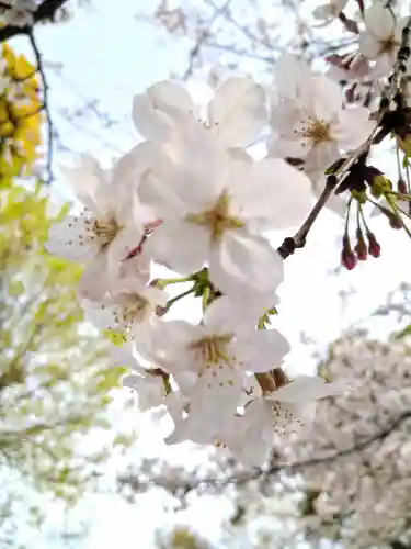阿智神社の自然