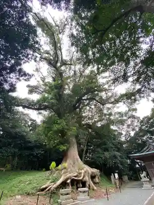 光岡八幡宮の自然