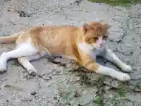 高祖神社(福岡県)
