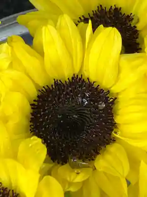 上尾御嶽神社の手水舎