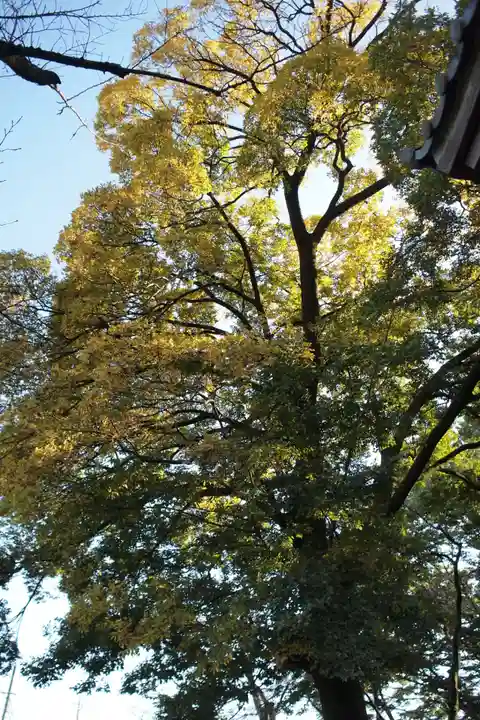 神戸神社の自然