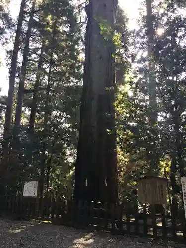 高千穂神社の自然