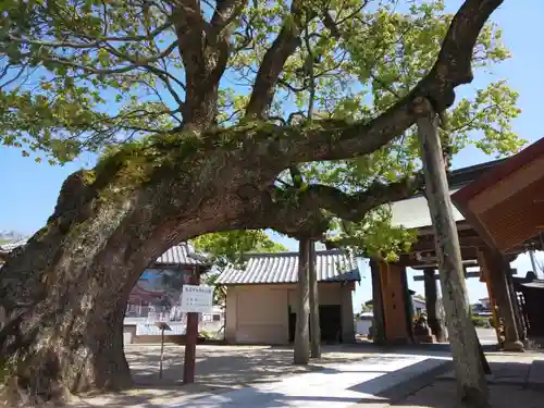 新北神社の自然