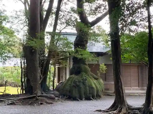 伊雜宮（皇大神宮別宮）の自然