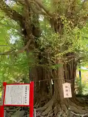 山寺日枝神社の自然