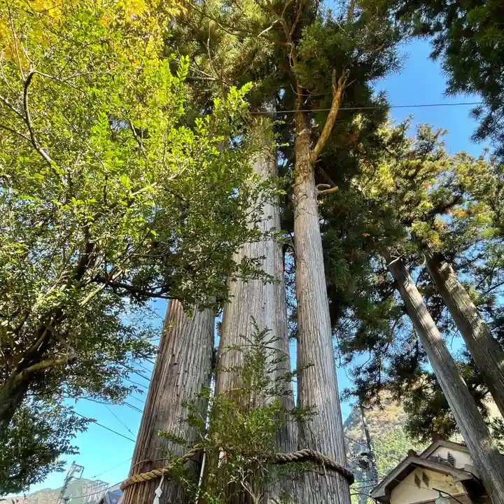 奥氷川神社の自然