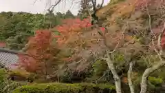 金蔵寺(京都府)