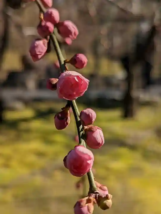 城南宮(京都府)