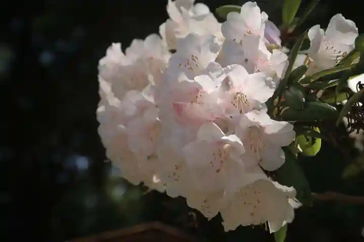 三春大神宮の庭園