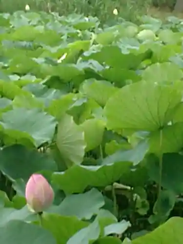 鶴岡八幡宮の自然