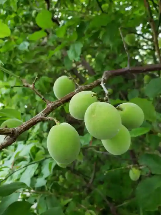 成子天神社(東京都)