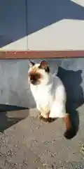 鹿島御児神社の動物