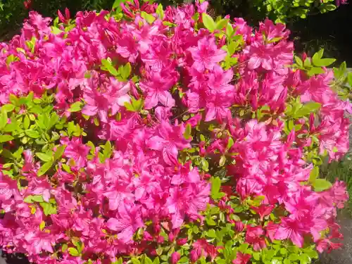 浄光明寺の自然