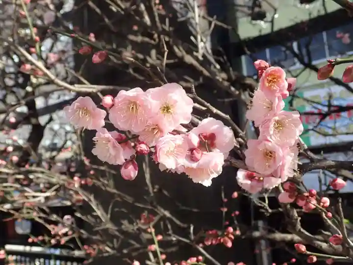 とげぬき地蔵尊 高岩寺の御朱印