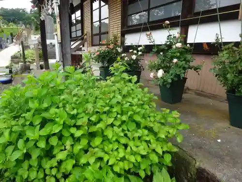伊勢原 法泉寺の自然
