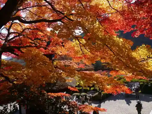 善峯寺の景色