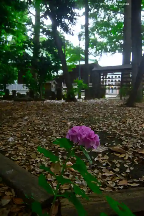 篠原八幡神社(神奈川県)