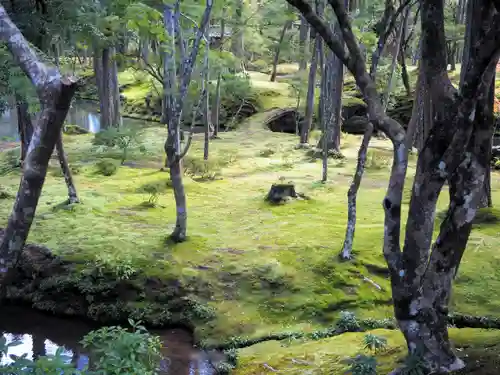 西芳寺の庭園