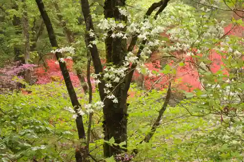 深山巴の宿の自然