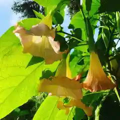 豊景神社の自然