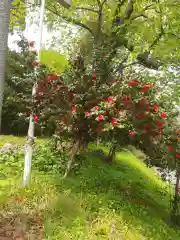 大島神社の自然