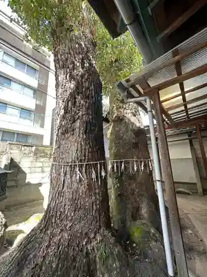 松山神社の自然