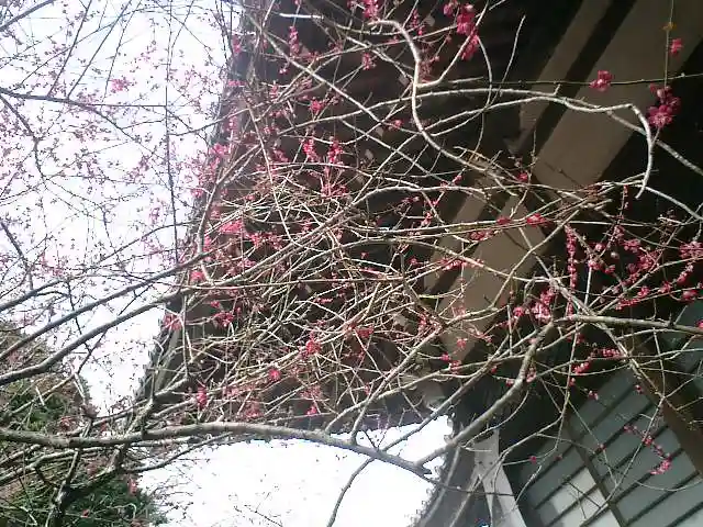 安國論寺(安国論寺)の自然
