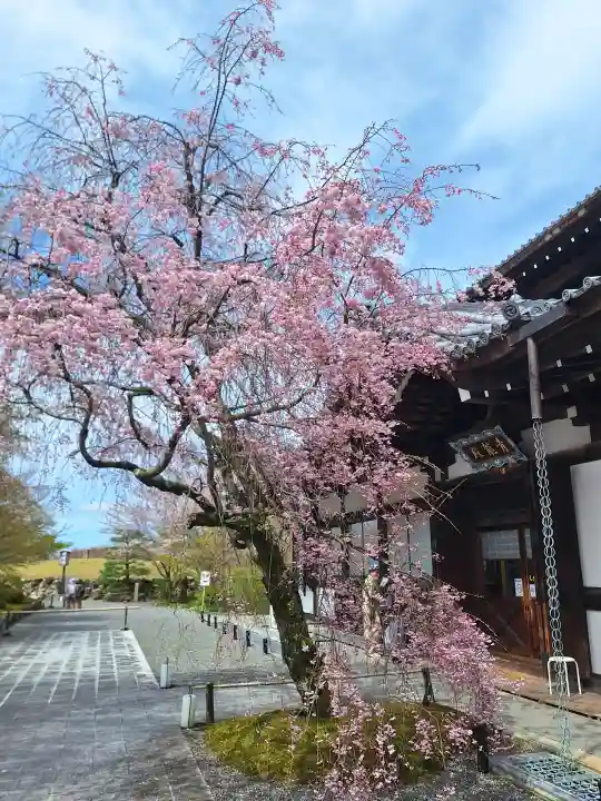 将軍塚青龍殿(青蓮院門跡)の{uncategorized: "未分類", other: "その他", undefined: "問題あり", building: "その他建物", grave: "お墓", sacred_gate: "鳥居", guardian: "狛犬", statue: "像", buddha: "仏像", history: "歴史", nature: "自然", garden: "庭園", animal: "動物", pagoda: "塔", temizu: "手水舎", mountain_gate: "山門・神門", sanctuary: "本殿・本堂", subordinate: "末社・摂社", art: "芸術", scenery: "景色", jizo: "地蔵", ema: "絵馬", goshuin: "御朱印", omikuji: "おみくじ", items: "授与品その他", amulet: "お守り", goshuincho: "御朱印帳", eats: "食事", festival: "お祭り", votive_dance: "神楽", shichigosan: "七五三参", wedding: "結婚式", experience: "体験その他", initially: "初詣", around: "周辺", anti_infection: "感染症対策"}