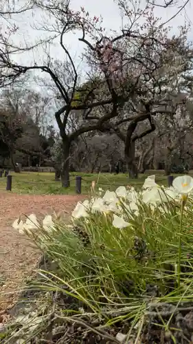 半木神社（賀茂別雷神社境外末社）(京都府)