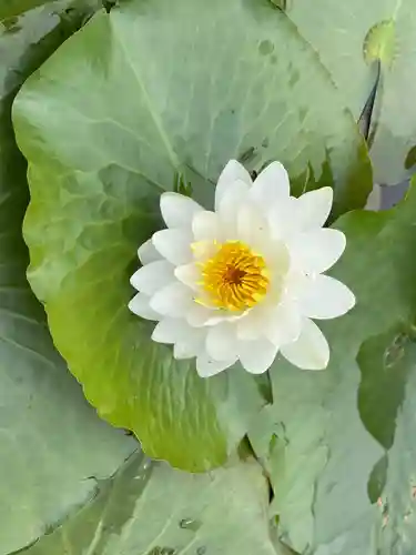 大生郷天満宮の自然
