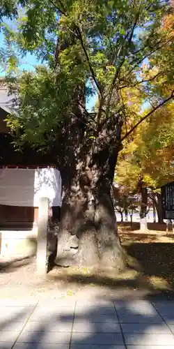 川中島古戦場八幡社の自然