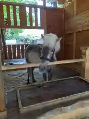 平塚八幡宮の動物