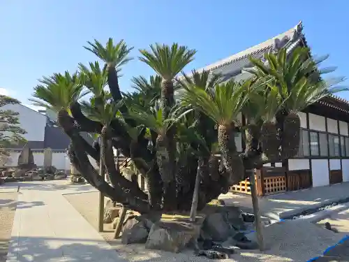 光明寺(大阪府)