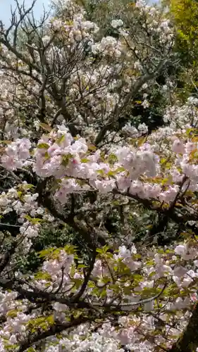 平野神社の自然