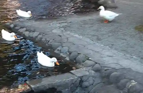 平塚八幡宮(神奈川県)