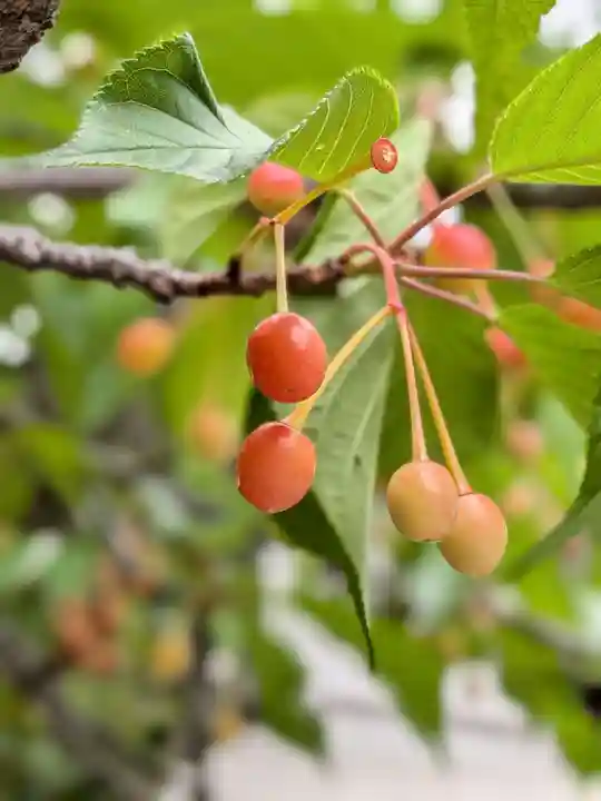 新宿下落合氷川神社(東京都)