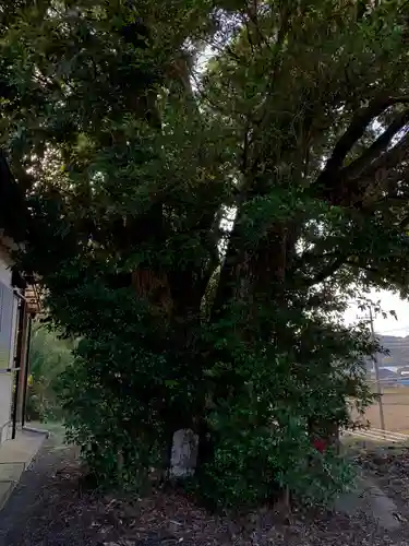 大山祇神社の自然