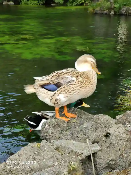 富士山本宮浅間大社の動物