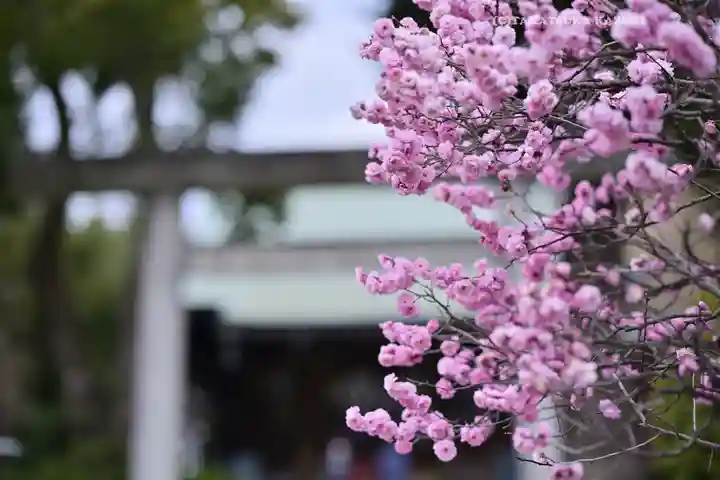 小村井 香取神社の自然